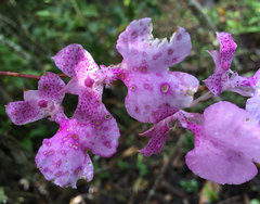 Comparettia macroplectron