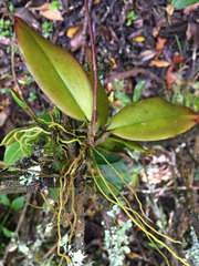 Comparettia macroplectron