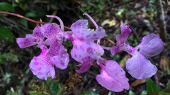 Comparettia macroplectron