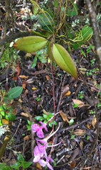 Comparettia macroplectron