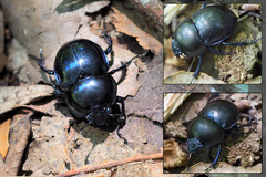 Trypocopris vernalis