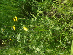 Ranunculus acris acris