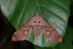 Daphnusa