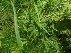 Ranunculus acris acris