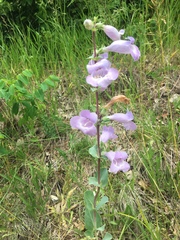 Penstemon grandiflorus