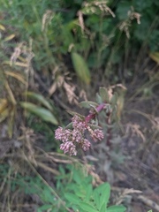 Hylotelephium telephium