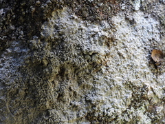 Pertusaria corallina