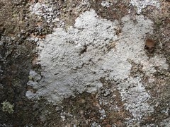 Pertusaria corallina