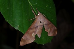 Daphnusa