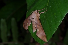Daphnusa