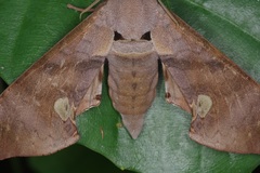 Daphnusa