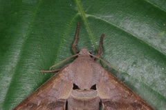 Daphnusa