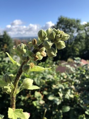 Alcea rosea