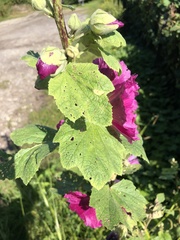 Alcea rosea
