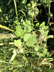 Alcea rosea