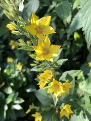 Lysimachia punctata
