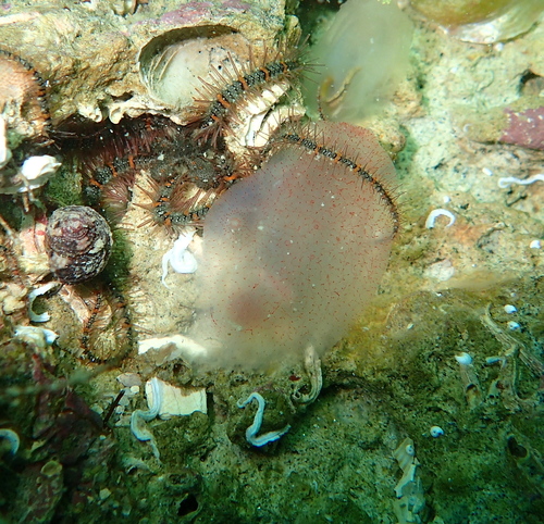 Ascidia mentula