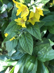 Lysimachia punctata