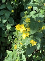 Lysimachia punctata
