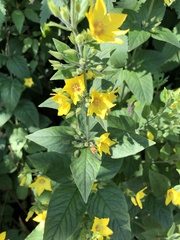 Lysimachia punctata