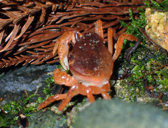 Geothelphusa dehaani
