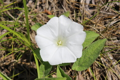 Calystegia spithamaea