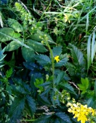 Agrimonia eupatoria eupatoria