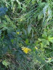 Agrimonia eupatoria eupatoria