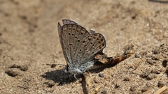 Plebejus samuelis