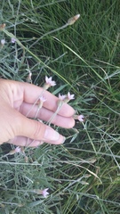 Xeranthemum cylindraceum