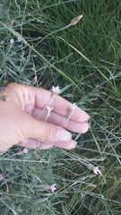 Xeranthemum cylindraceum