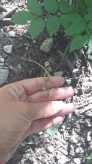 Allium flavum tauricum
