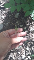 Allium flavum tauricum