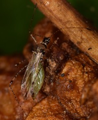 Gampsocoris punctipes punctipes