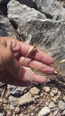 Dianthus marschallii