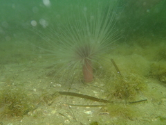 Pachycerianthus solitarius