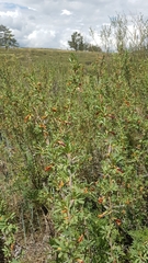 Caragana spinosa