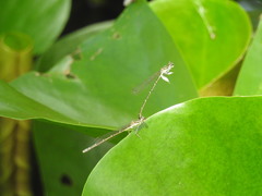 Platycnemis phyllopoda