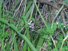 Fumaria muralis muralis