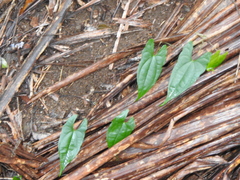 Dioscorea transversa