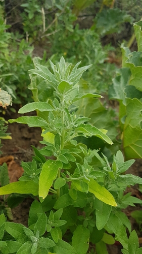 Axyris hybrida