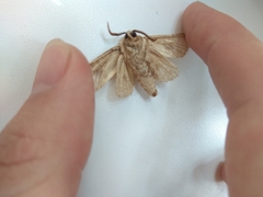 Paracossulus thrips