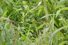 Cinnyris venustus venustus