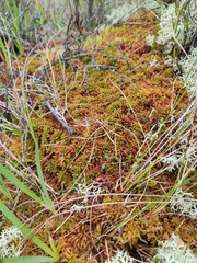 Sphagnum austinii