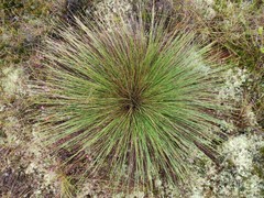 Trichophorum cespitosum germanicum