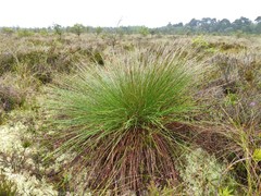 Trichophorum cespitosum germanicum