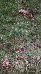 Hydnellum scrobiculatum