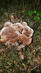 Hydnellum scrobiculatum