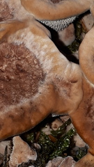 Hydnellum scrobiculatum