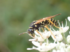 Polistes bischoffi
